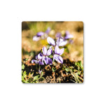 Wild Violets Coaster