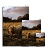 Highland Cow Fine Art Print