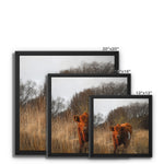 Welsh Cow Framed Canvas