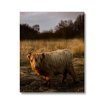 Highland Cow Canvas