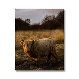 Highland Cow Canvas