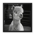 Alpaca Framed Canvas