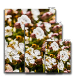 Sea Campion Canvas