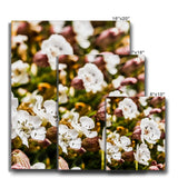 Sea Campion Canvas