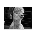 Alpaca Fine Art Print
