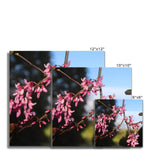 Pink Cercis Fine Art Print