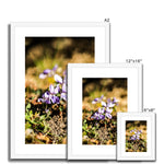 Wild Violets Framed & Mounted Print