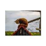 Red Panda Fine Art Print