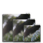 Tilia Cordata Canvas