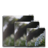 Tilia Cordata Canvas