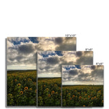 Rhossili Sunflowers Fine Art Print