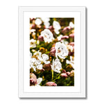 Sea Campion Framed & Mounted Print