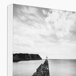 Gower Seagull Canvas