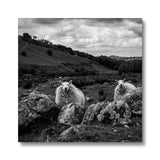 Llyn y Fan Sheep Canvas