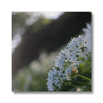Tilia Cordata Canvas