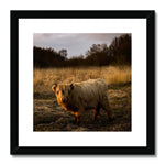 Highland Cow Framed & Mounted Print