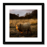 Highland Cow Framed & Mounted Print