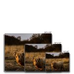 Highland Cow Canvas