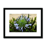 African Lily Framed & Mounted Print