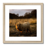 Highland Cow Framed & Mounted Print