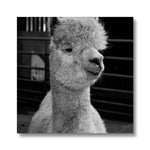 Alpaca Canvas