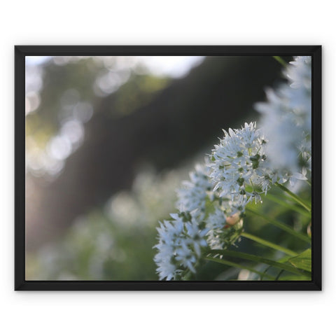 Tilia Cordata Framed Canvas