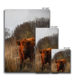 Welsh Cow Canvas