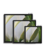Lysichiton Framed Canvas