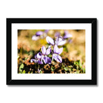 Wild Violets Framed & Mounted Print