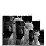 Alpaca Fine Art Print