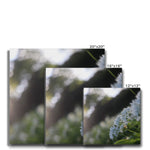 Tilia Cordata Canvas