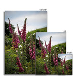 Foxgloves Fine Art Print