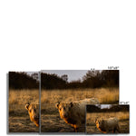 Highland Cow Fine Art Print
