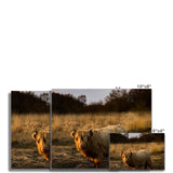 Highland Cow Fine Art Print