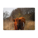 Welsh Cow Placemat