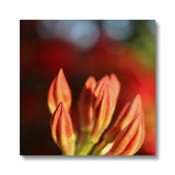 Fiore Italiano Canvas