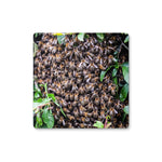 The Hive Coaster