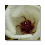 Elle Maree Canvas