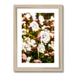 Sea Campion Framed & Mounted Print