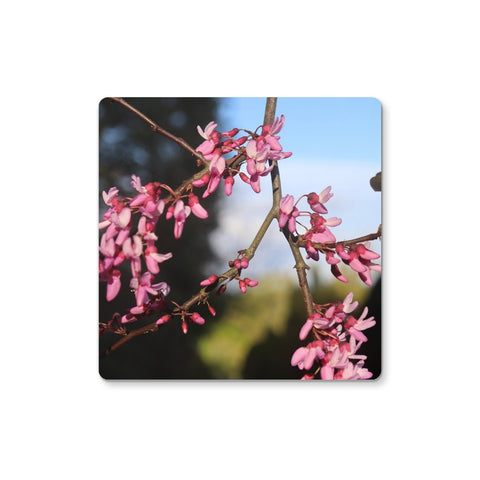 Pink Cercis Coaster