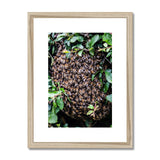 The Hive Framed & Mounted Print