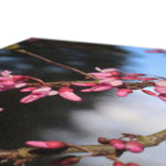 Pink Cercis Canvas