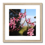 Pink Cercis Framed & Mounted Print