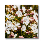 Sea Campion Canvas