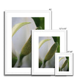 Lysichiton Framed & Mounted Print
