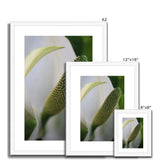 Lysichiton Framed & Mounted Print