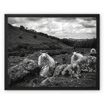 Llyn y Fan Sheep Framed Canvas