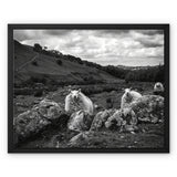 Llyn y Fan Sheep Framed Canvas