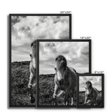 Whitesands Pony Framed Canvas