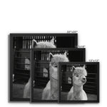 Alpaca Framed Canvas